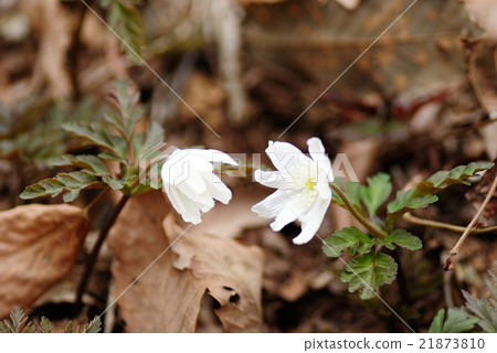 海葵pseudoaltaica 海葵pseudoaltaica 21873810