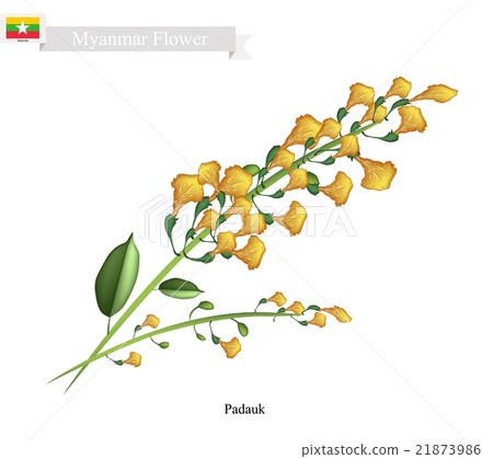 National Flower of Myanmar, Yellow Padauk Flowers - Stock Illustration