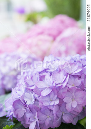 hydrangea   21874095