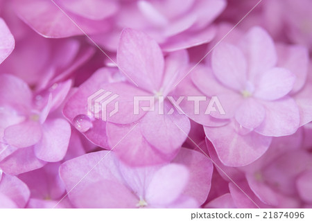hydrangea   21874096