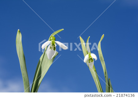 Two wheel snowdrop flower under the blue sky 21874136