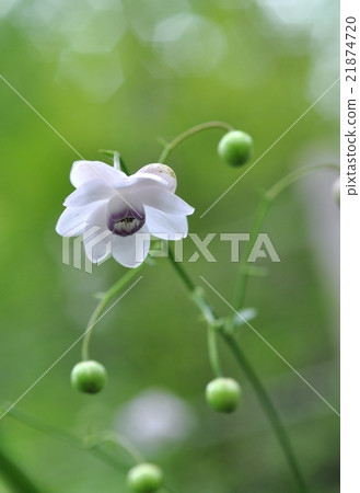 Renge goshoma Renge goshoma 21874720