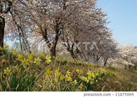 櫻花和水仙花 櫻花和水仙花 21875004