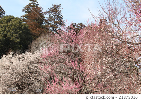 梅花林 梅花林 21875016