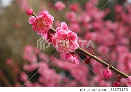 小白 小白 21875170