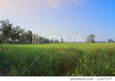 wetland of NAM SANG WAI wetland of NAM SANG WAI 21875277