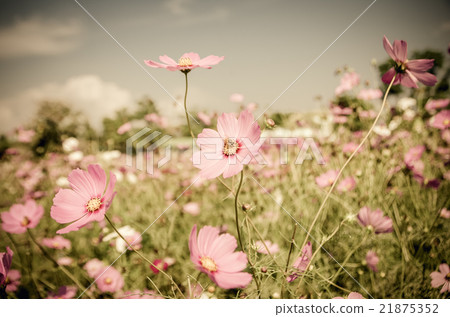 Vintage cosmos flower. Vintage cosmos flower. 21875352