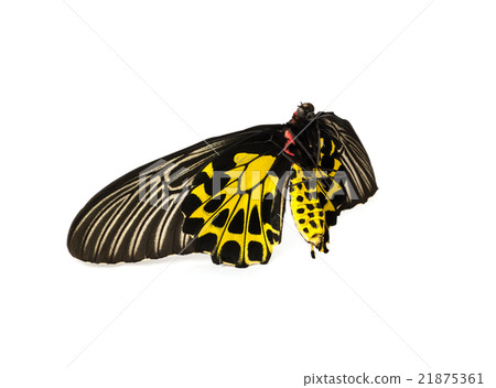 Butterflys staff. 21875361