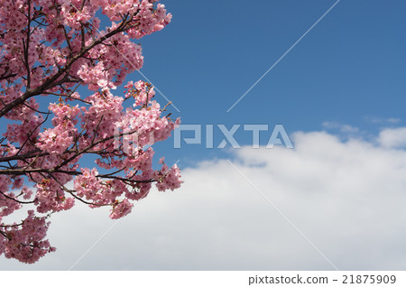 Cherry blossoms in full bloom (sunlight) and white clouds bisecting the blue sky Cherry blossoms in full bloom (sunlight) and white clouds bisecting the blue sky 21875909