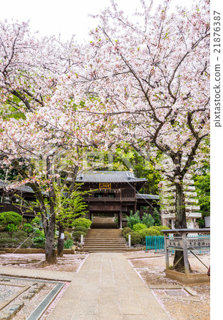 北海道寺Hoketobutsumon Chiba ken Ichikawa shi Nakayama在2016年4月拍攝 北海道寺Hoketobutsumon Chiba ken Ichikawa shi Nakayama在2016年4月拍攝 21876387