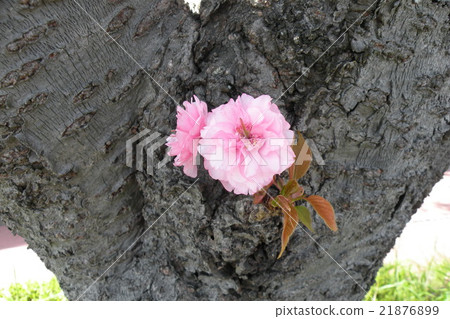 Double cherry blossoms 21876899