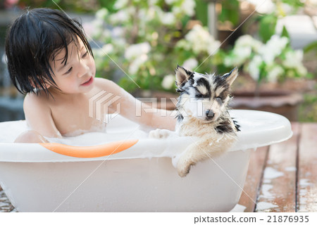 Cute asian child bathing with siberian husky Cute asian child bathing with siberian husky 21876935