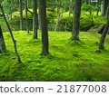 Moss carpet ⑤ 21877008