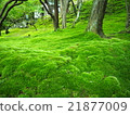 Moss carpet ⑥ 21877009