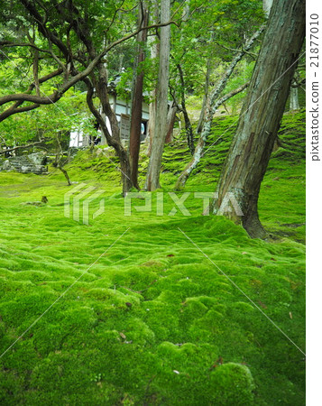 Moss carpet ⑦ 21877010