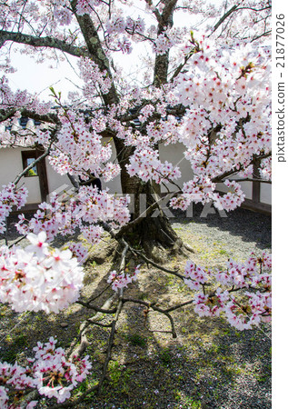 Cherry blossoms and shadows 21877026