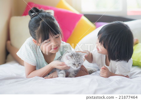 children playing with american shorthair cat 21877464