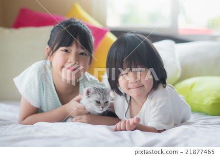 children playing with american shorthair cat children playing with american shorthair cat 21877465