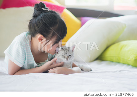 sian girl kissing american shorthair cat sian girl kissing american shorthair cat 21877466