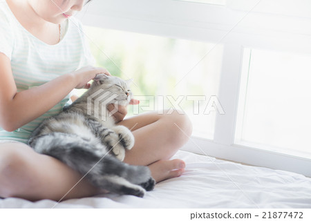 asian girl playing with american shorthair cat 21877472