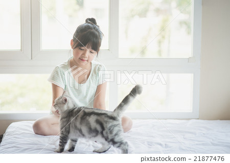 Asian Girl Playing With American Shorthair Cat Stock Photo