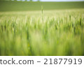 Wheat field 21877919