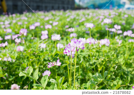 Lenge field 21878082