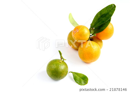 Kumquat on white background 21878146