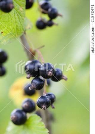Black currants 21878471