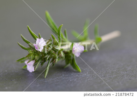 Blooming savory Blooming savory 21878472