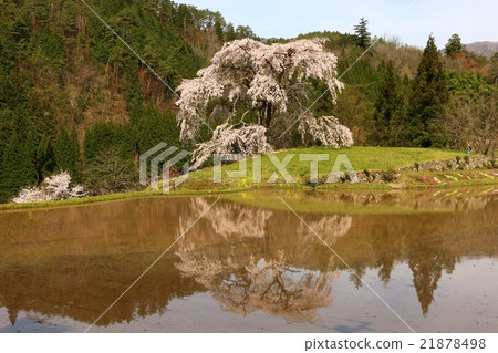 Ikko cherry tree 21878498