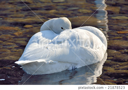 天鵝 21878523