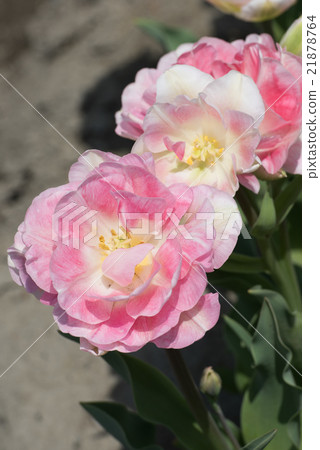 鬱金香安琪莉可 21878764