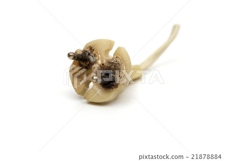 socket on the white background socket on the white background 21878884