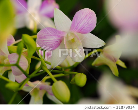 Bunny Star is name of orchid family Dendrobium Bunny Star is name of orchid family Dendrobium 21879034