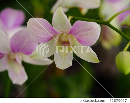 closeup Bunny Star orchid family in Dendrobium closeup Bunny Star orchid family in Dendrobium 21879037