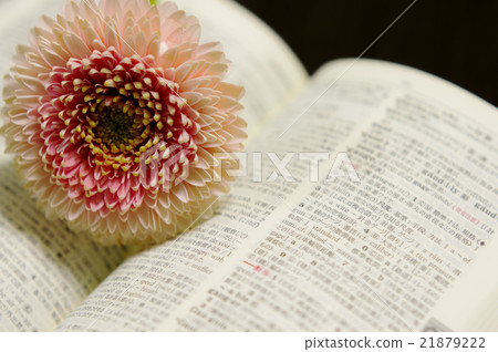 雛菊 雛菊 21879222