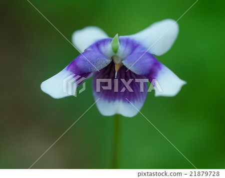 Cute Japanese umbrellas 21879728