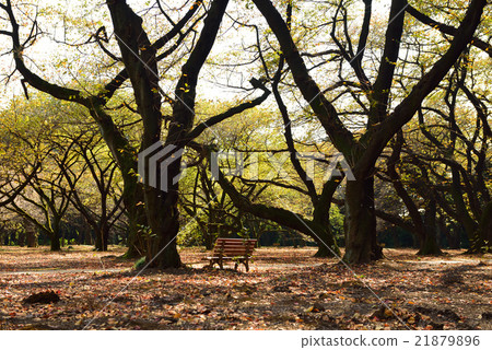 Park bench quiet sorrow Park bench quiet sorrow 21879896