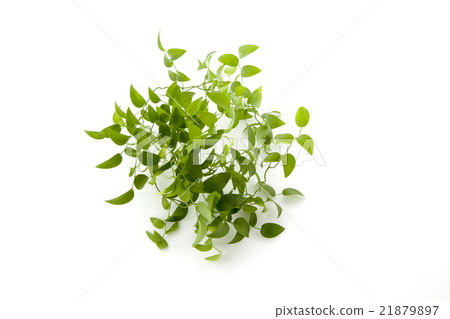Smilax Small Wheel Smilax Small Wheel 21879897