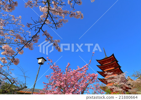 The five-storied pagoda of Miyajima The five-storied pagoda of Miyajima 21880664