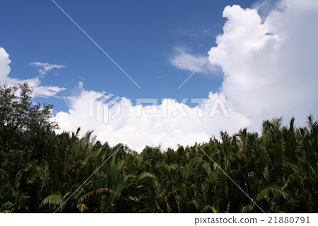 Nippa palm 3 Nippa palm 3 21880791