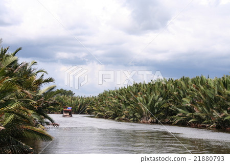 Nippa palm 2 Nippa palm 2 21880793