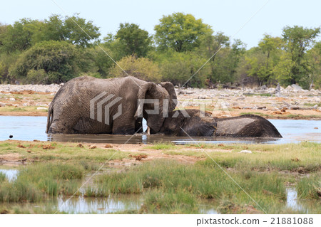 Couple of elephants Couple of elephants 21881088