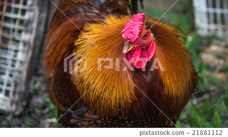 Large, Rhode Island Red rooster. 21881112