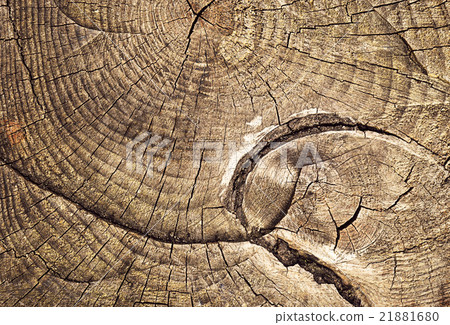 growth rings sawing tree stump 21881680