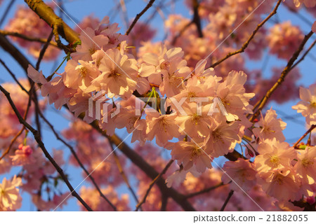 Blooming japanese cherry tree, pink blossoms 21882055