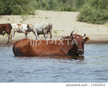 Cows at a riverbank Cows at a riverbank 21882652