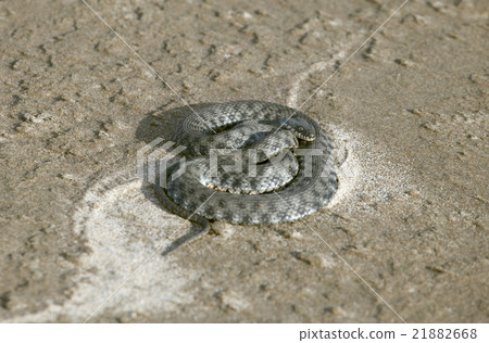 Viper on sand 21882668