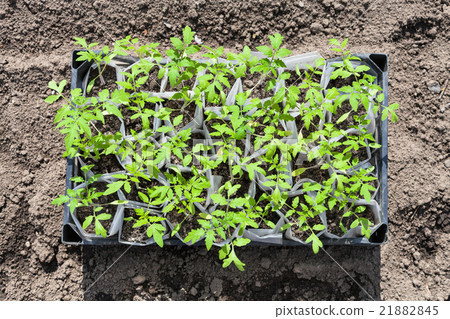 top view of box with young shoots of tomato plant 21882845